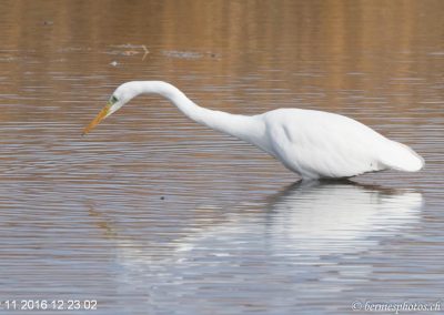 Grande aigrette à la pêche 1/30