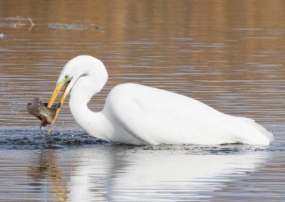 Grande aigrette à la pêche 3/30