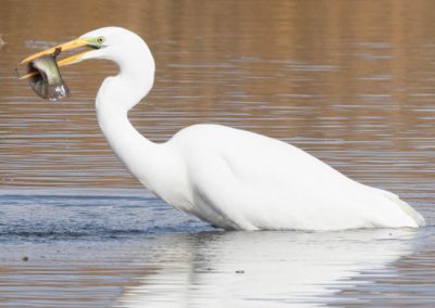 Grande aigrette à la pêche 4/30