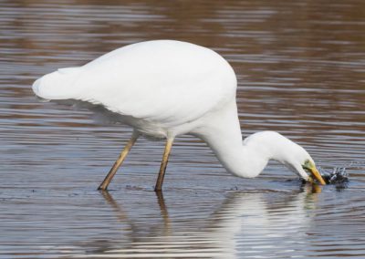 Grande aigrette à la pêche 7/30