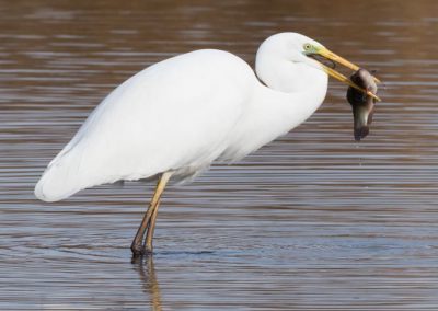 Grande aigrette à la pêche 9/30