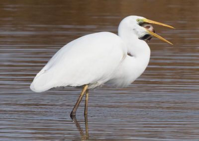 Grande aigrette à la pêche 12/30