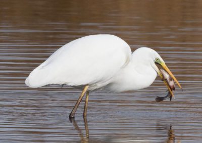 Grande aigrette à la pêche 13/30