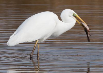 Grande aigrette à la pêche 17/30