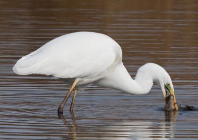 Grande aigrette à la pêche 18/30