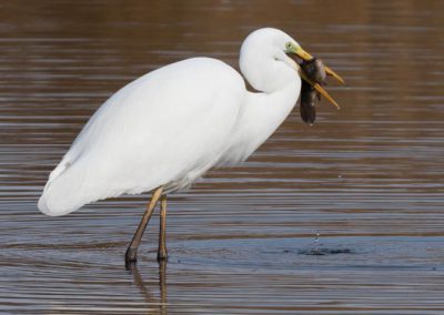 Grande aigrette à la pêche 19/30