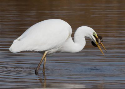 Grande aigrette à la pêche 20/30