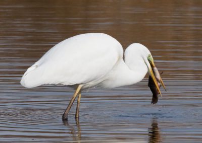 Grande aigrette à la pêche 21/30