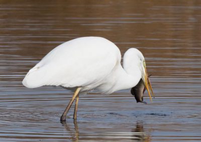 Grande aigrette à la pêche 22/30