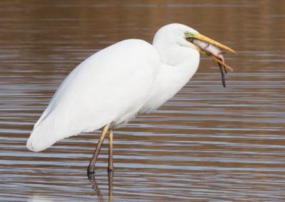 Grande aigrette à la pêche 26/30