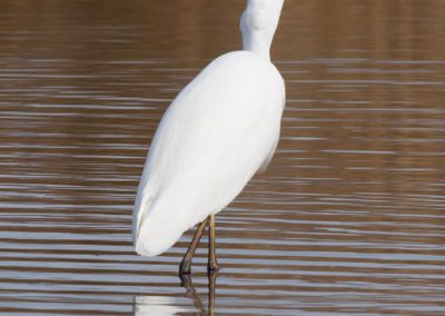 Grande aigrette à la pêche 29/30