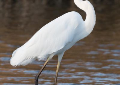 Grande aigrette