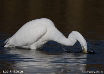 Grande aigrette à la pêche 1/7