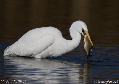 Grande aigrette à la pêche 3/7