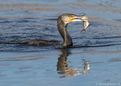 Grand cormoran à la pêche