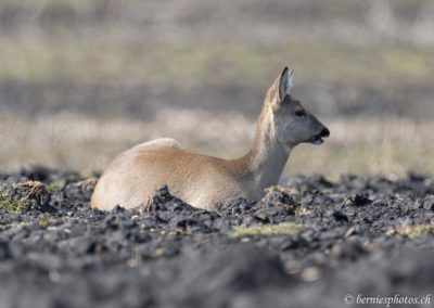 Jeune biche au repos