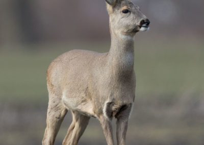 Regard lointain