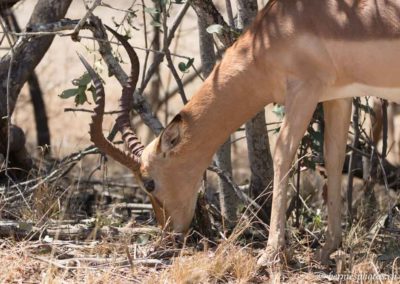 Impala broutant