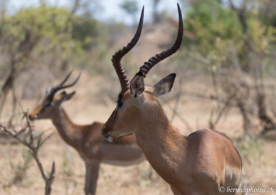 L'élégance des impalas