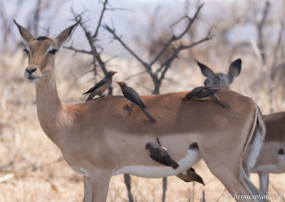 Impala à la station service