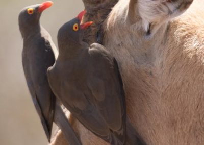 Piqueboeufs à bec rouge sur tête d'impala