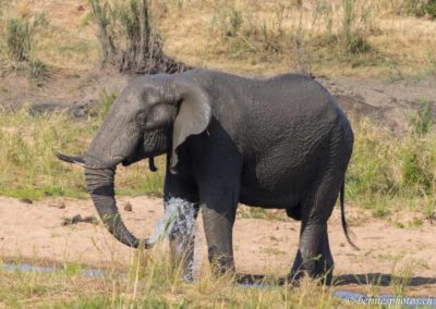 Eléphant se rafraichissant