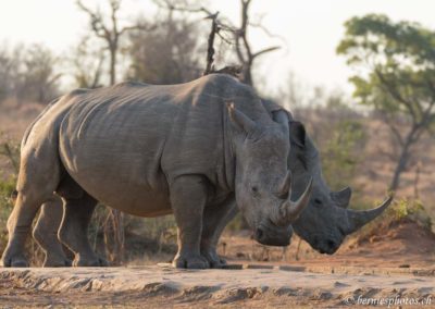 Couple de rhinocéros blancs