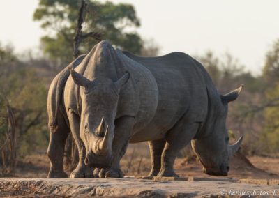 Rhinos dans la lumière du soir