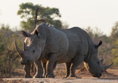 Rhinocéros blancs