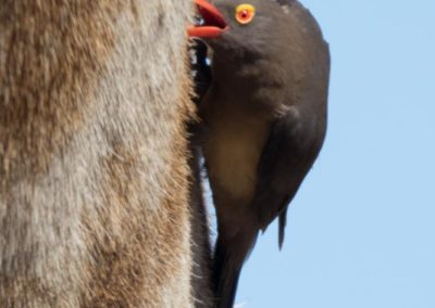 Piqueboeufs à bec rouge sur le cou d'une girafe