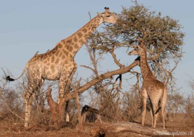 Girafe et girafon