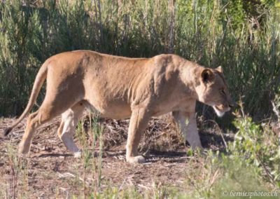 Lionne explorant les alentours