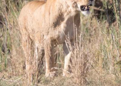 Lionne debout