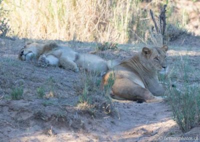 Couple de lions au repos