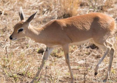 Antilope solitaire: le steenbok