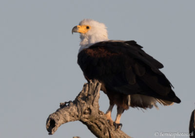 Aigle pêcheur africain dans le soleil couchant