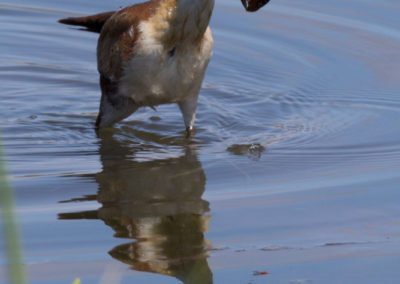 Belle prise du jacana à poitrine dorée