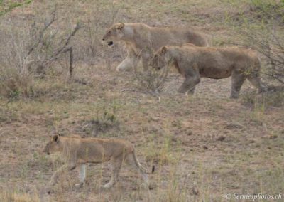 Trois de dix lions passant sur la berge