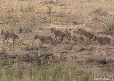 Groupe de lions