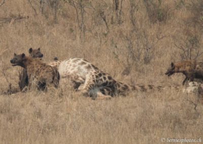 Trois hyènes autour d'une giraffe