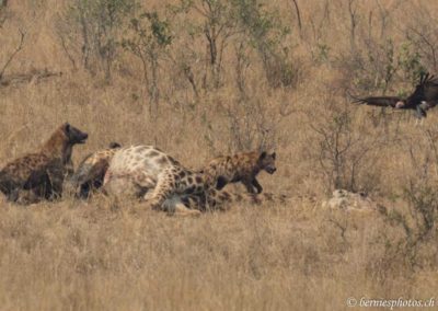 Trois hyènes, un vautour et une giraffe