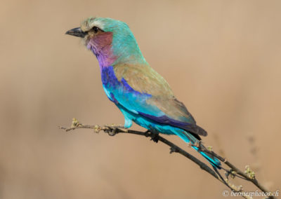 Que de couleurs sur un arbre!