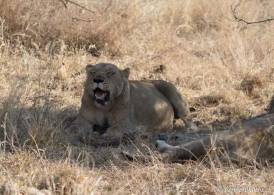 Lionne près de sa proie