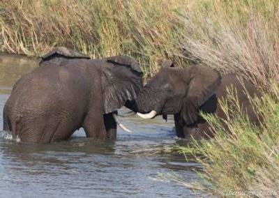 Joute d'éléphants