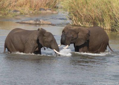 Joute d'éléphants dans la Sabie