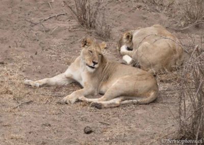 Lions au repos