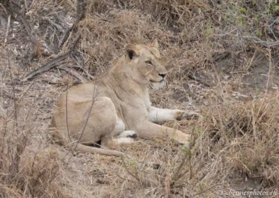 Lionne au repos