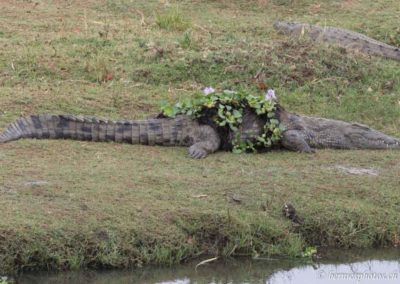 Camouflage de crocodile