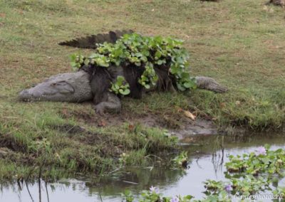 Crocodile fleuri