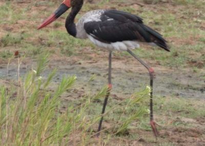 Jabiru d'Afrique